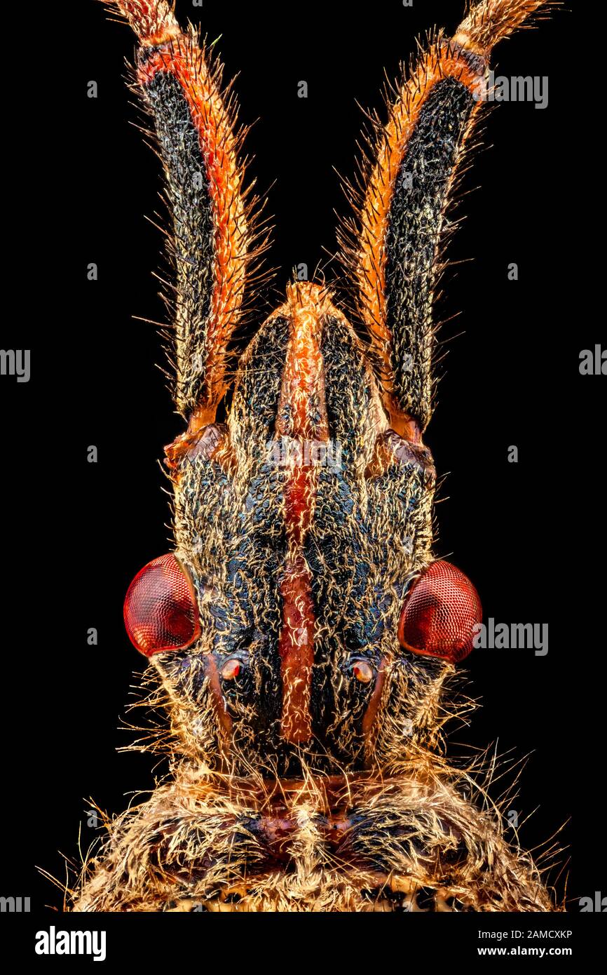 Vue dorsale d'une tête de bug de semences de conifères de l'Ouest Banque D'Images