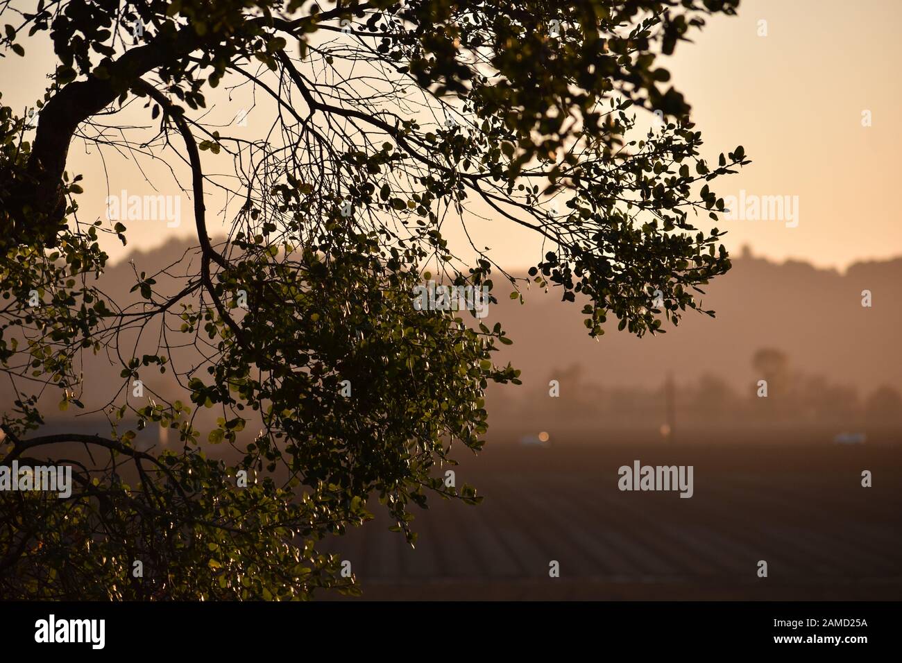 Vue sur les terres agricoles de la vallée de Pajaro en Californie au crépuscule, avec une branche de chêne au premier plan. Banque D'Images