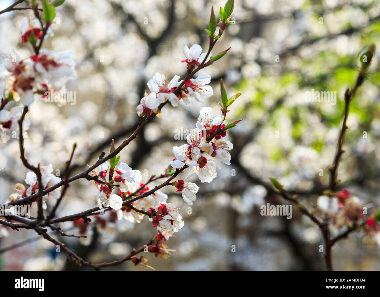 Les cerisiers en fleurs au printemps. Branches Sakura avec la lumière du soleil. Nature fond Banque D'Images