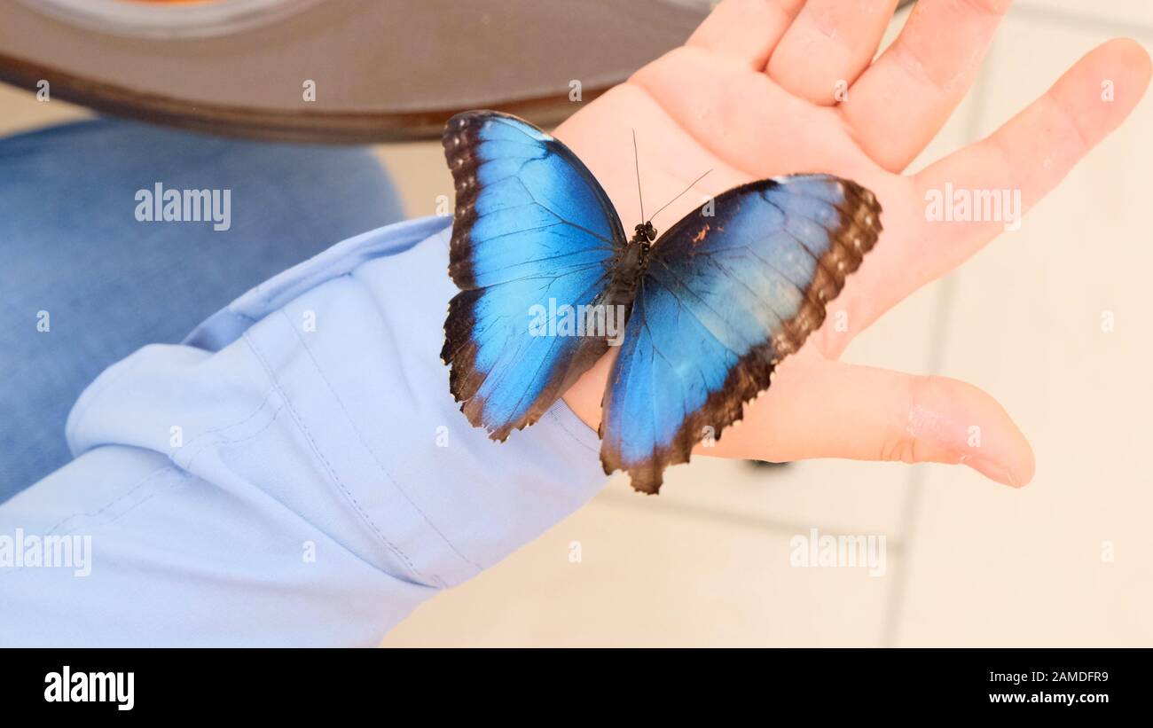 Le gros papillon bleu se trouve sur une main masculine. Gros plan. Banque D'Images
