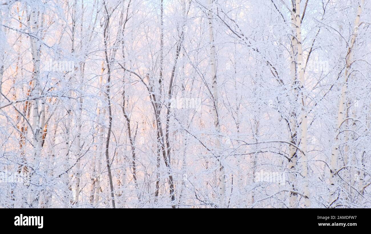 En hiver la neige en ville froide journée ensoleillée, les arbres sous la neige, l'hiver venu, slow motion. Banque D'Images