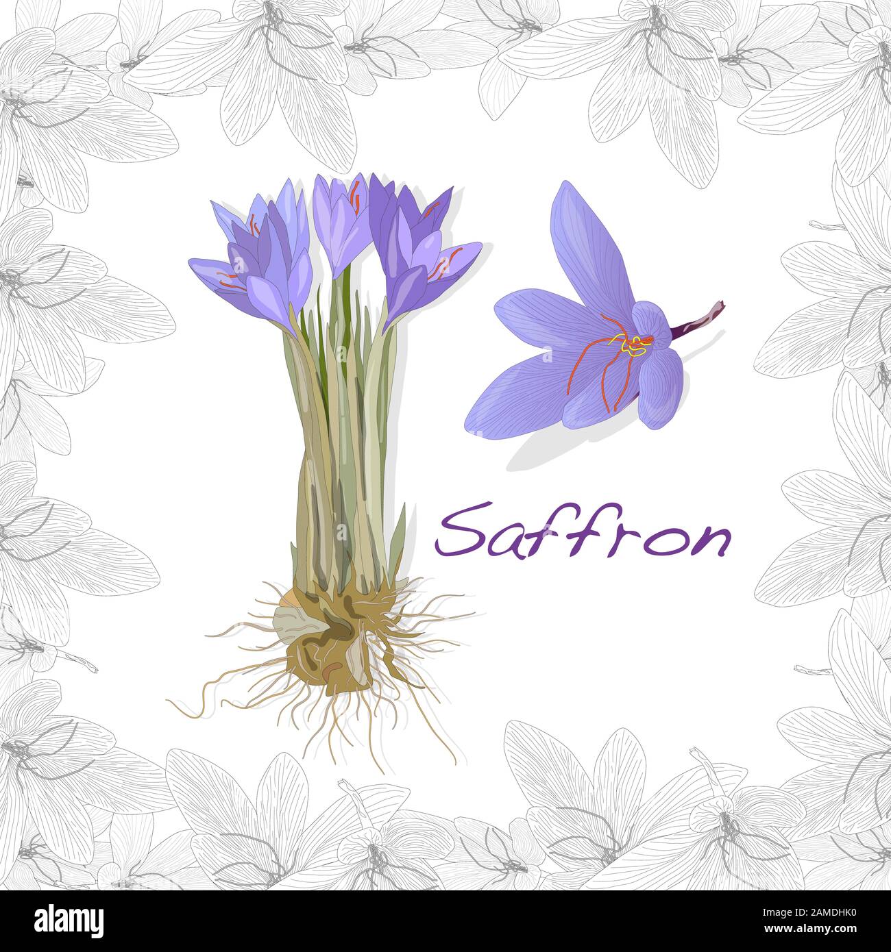 Fleur de safran dans un cadre décoratif. Image vectorielle isolée. Illustration de Vecteur