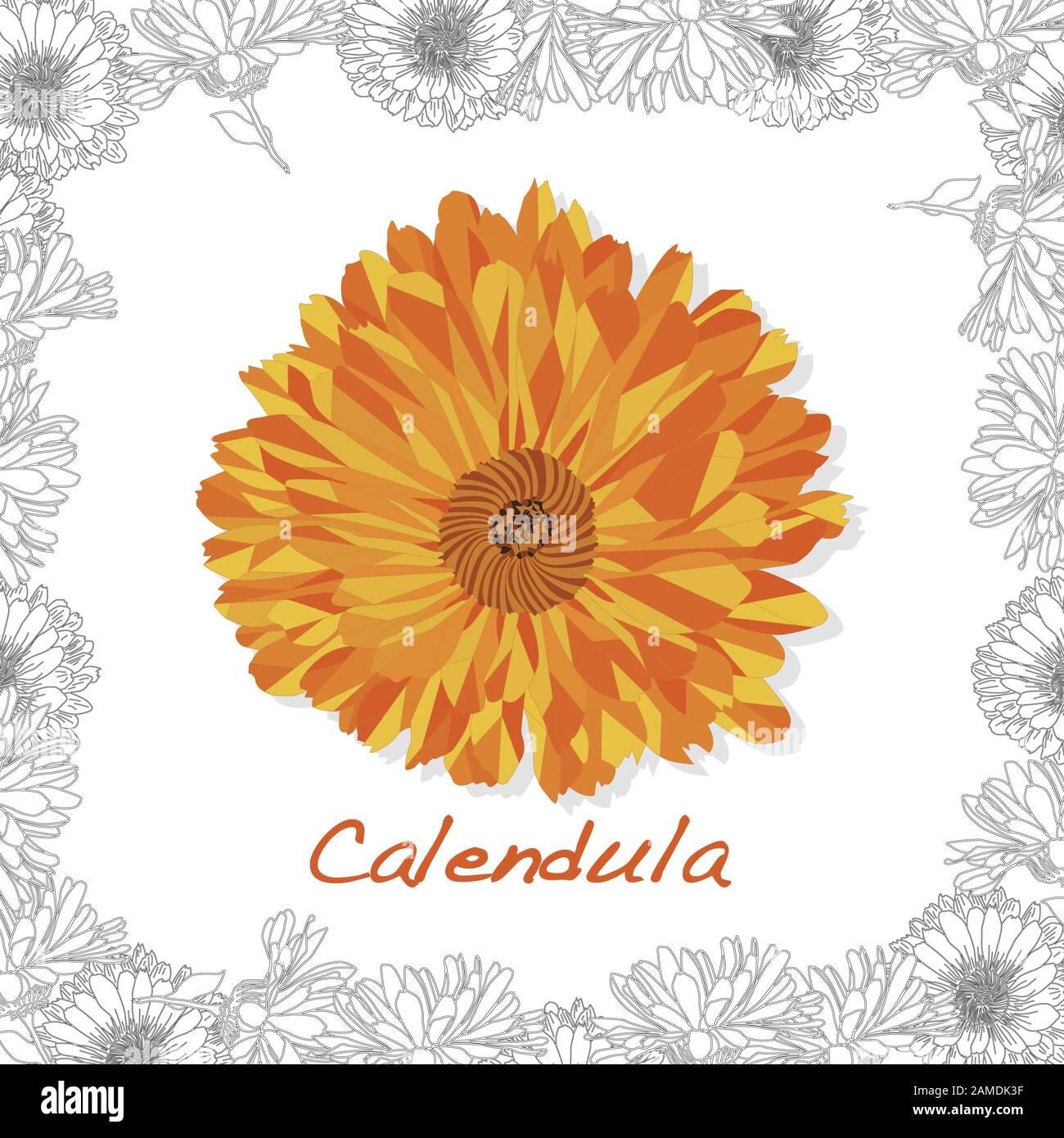 Calendula. Illustration d'herbes médicales isolée sur blanc. Illustration vectorielle. Illustration de Vecteur