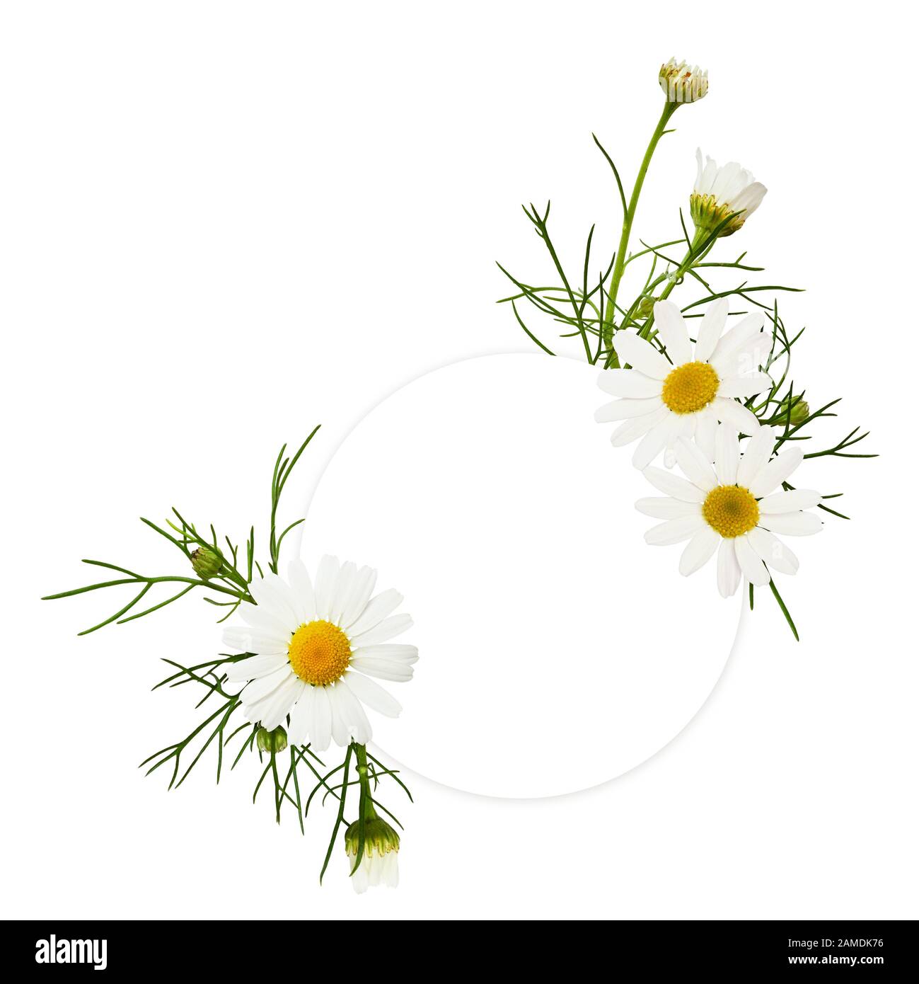 Carte vide ronde avec arrangements de fleurs de Marguerite isolée sur fond blanc Banque D'Images