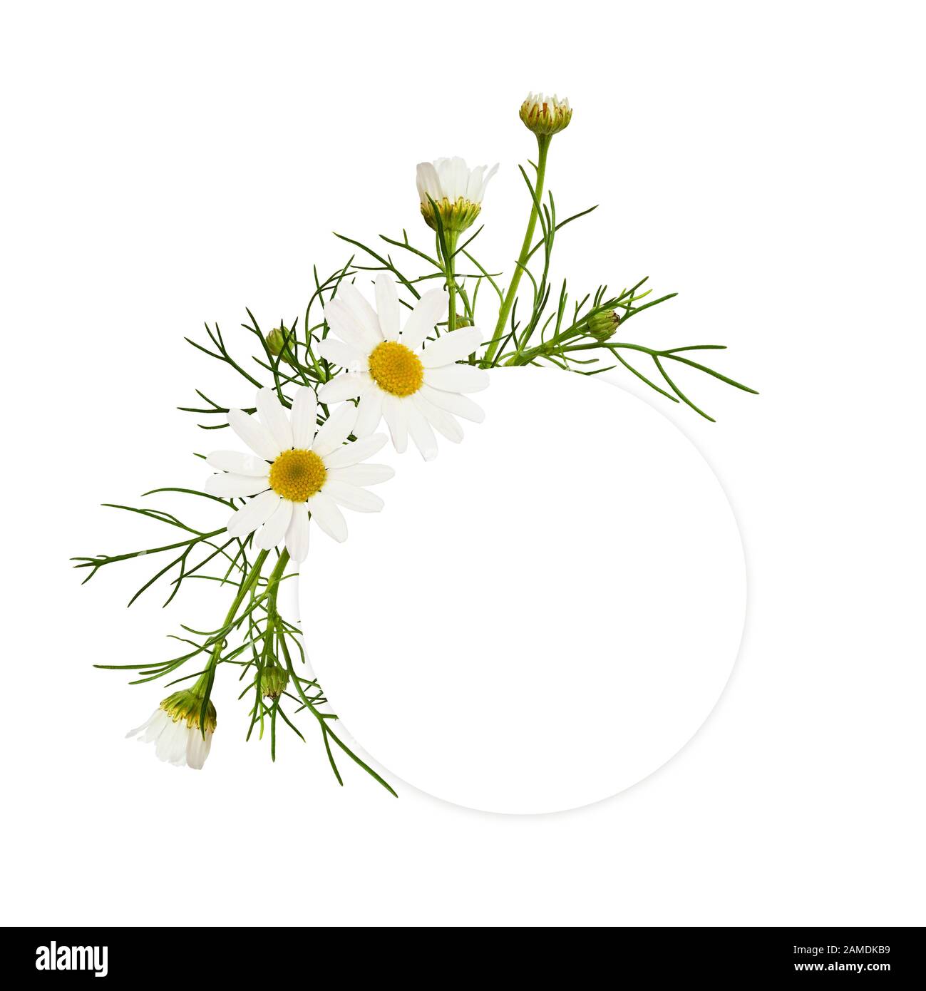 Carte vide ronde avec arrangements de fleurs de Marguerite isolée sur fond blanc Banque D'Images