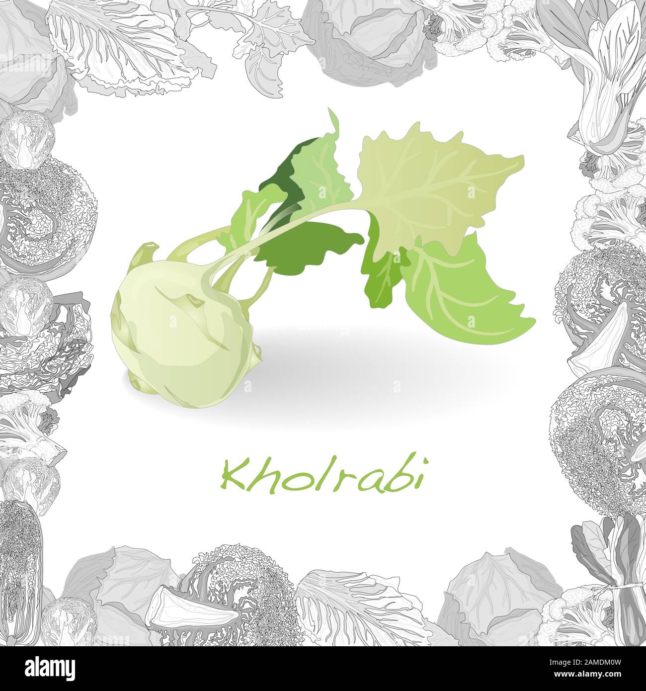 Illustration du navet allemand kohlrabi isolée sur blanc. Image vectorielle. Illustration de Vecteur