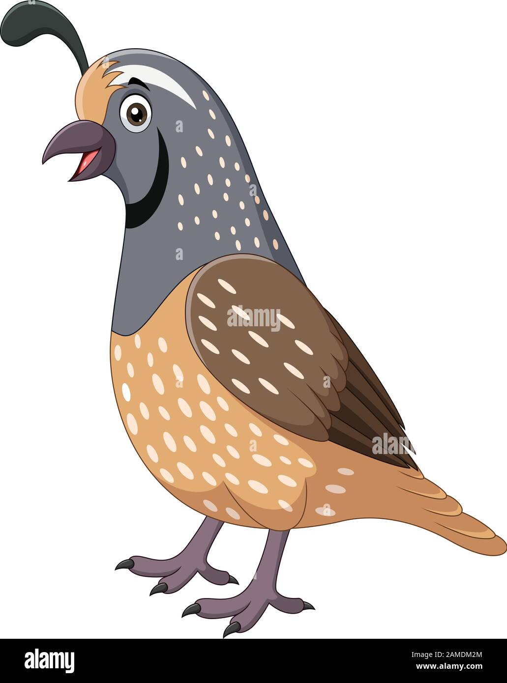 Caricature souriante oiseau de caille sur fond blanc Illustration de Vecteur