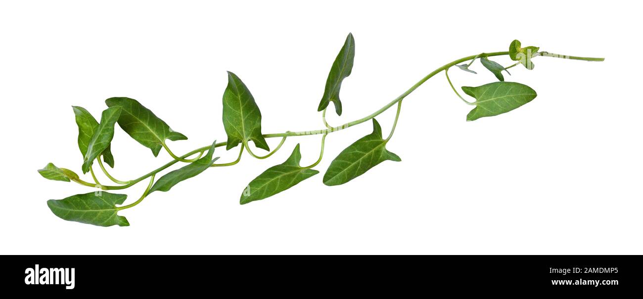 Brindille de bindweid frais avec des feuilles vertes isolées sur blanc Banque D'Images