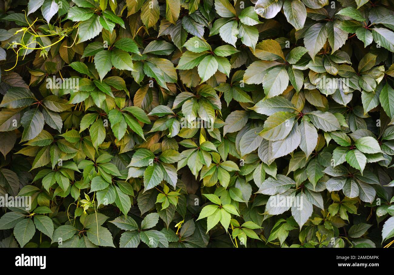 Le fond avec des feuilles vertes de vigne sauvage Banque D'Images