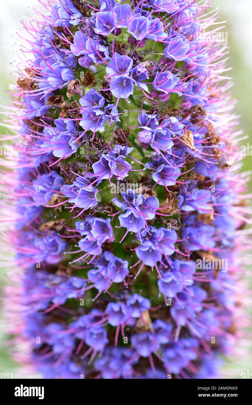 Gros plan sur la fleur composée conique avec pétales bleus et filaments violets. Banque D'Images