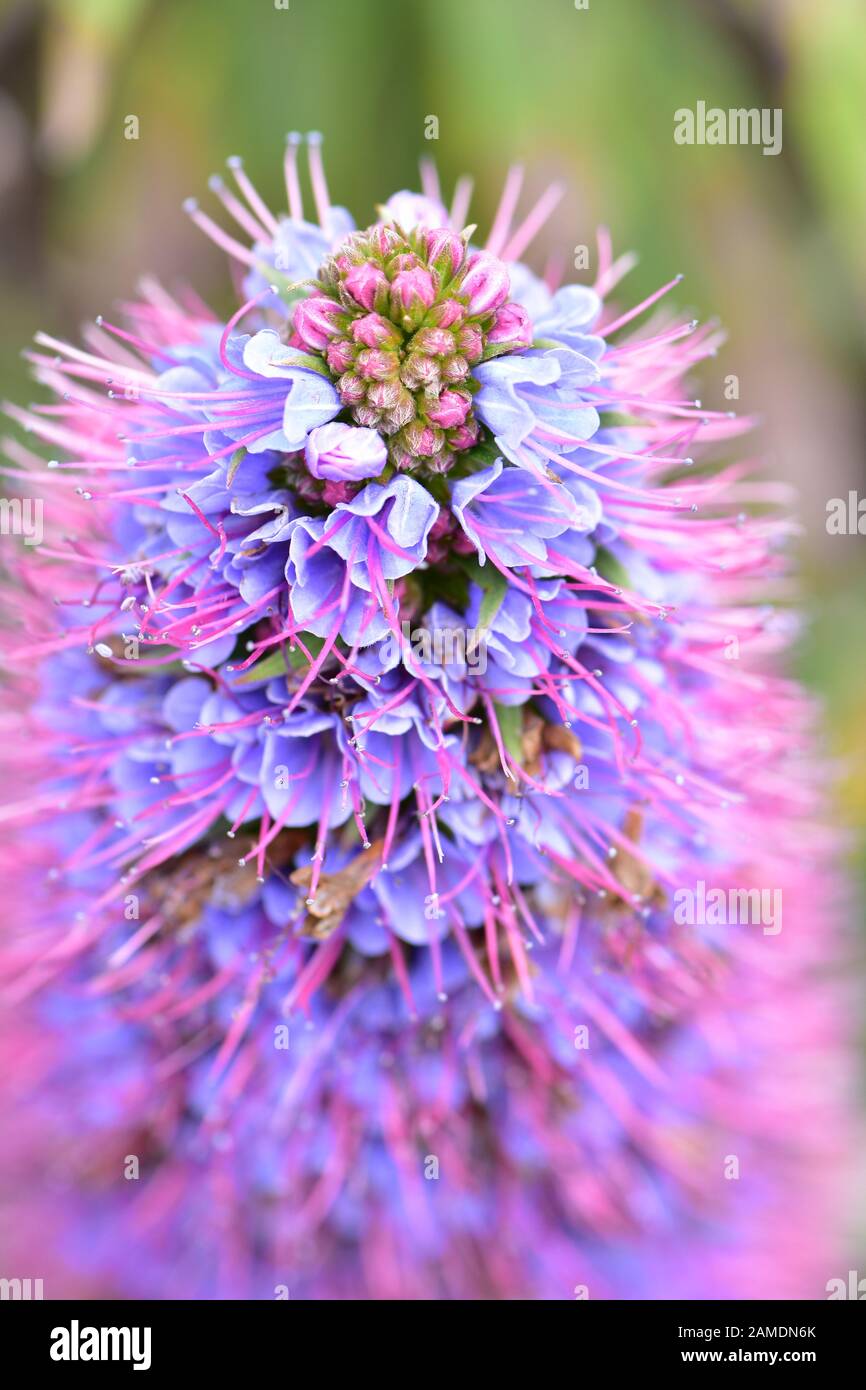 Gros plan sur le dessus de la fleur composée conique avec pétales bleus et filaments violets. Banque D'Images