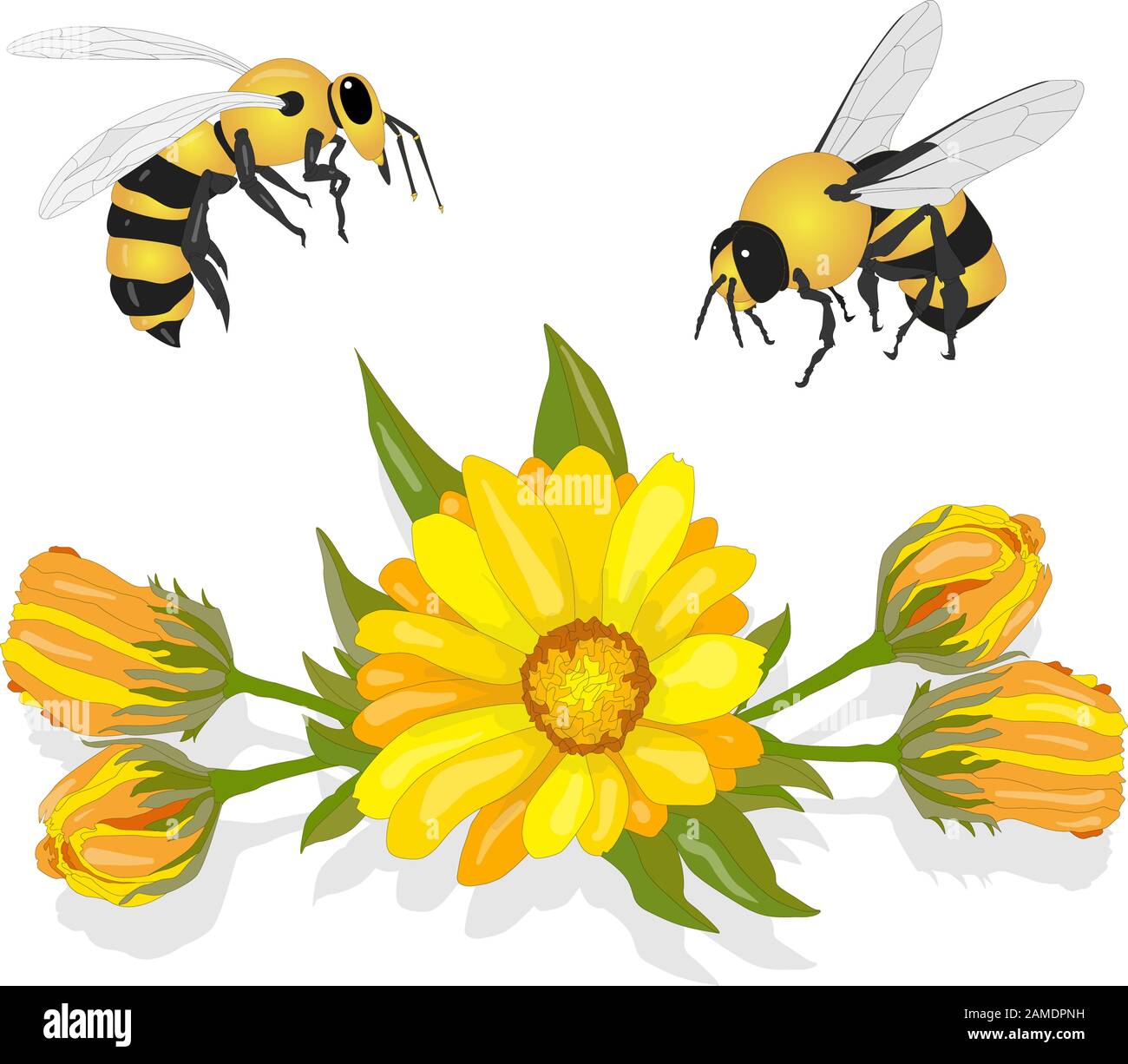 Magnifique marigold jaune fleuri avec abeille au miel sur fond blanc. Calendula officinalis. Illustration vectorielle. Illustration de Vecteur