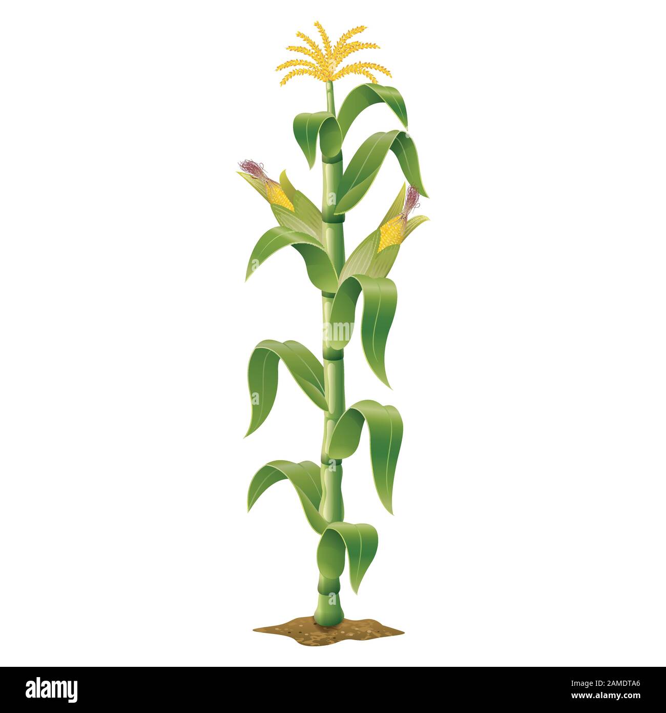 Plant de maïs Illustration de Vecteur