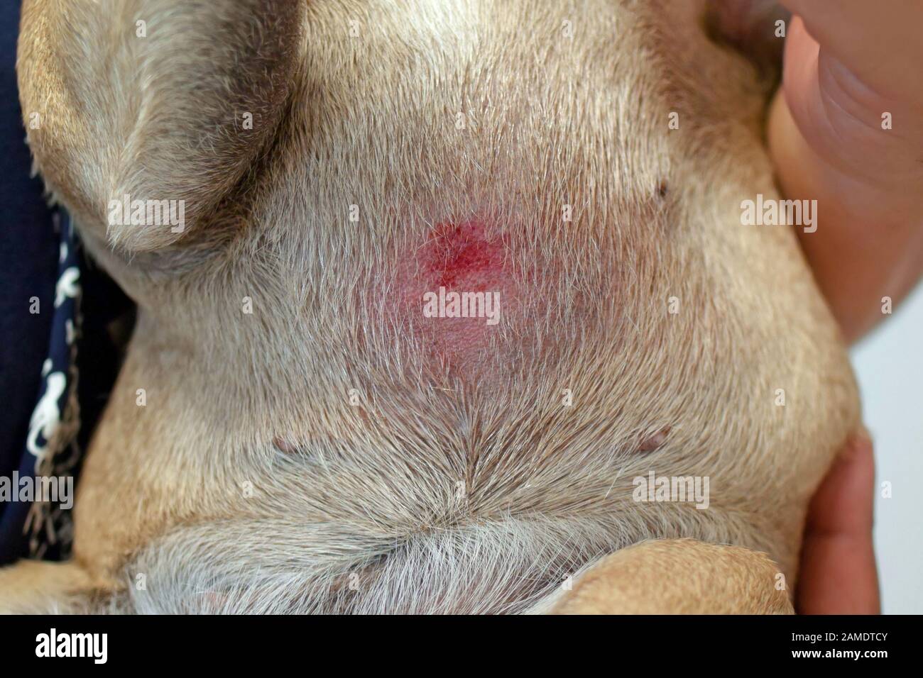 Maladies de la peau de chien ventre Banque de photographies et d’images à haute résolution Alamy