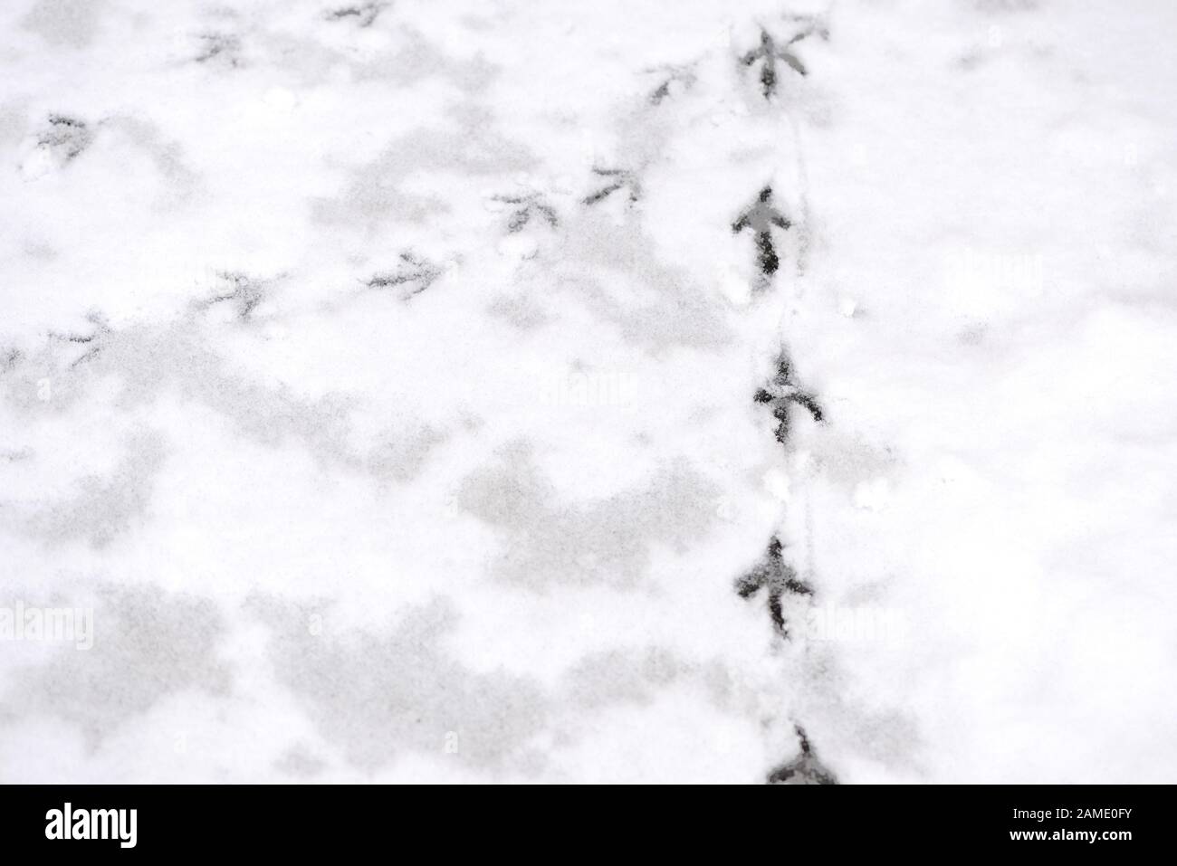 Traces de pattes d'oiseau sur la neige. Fond d'hiver Banque D'Images