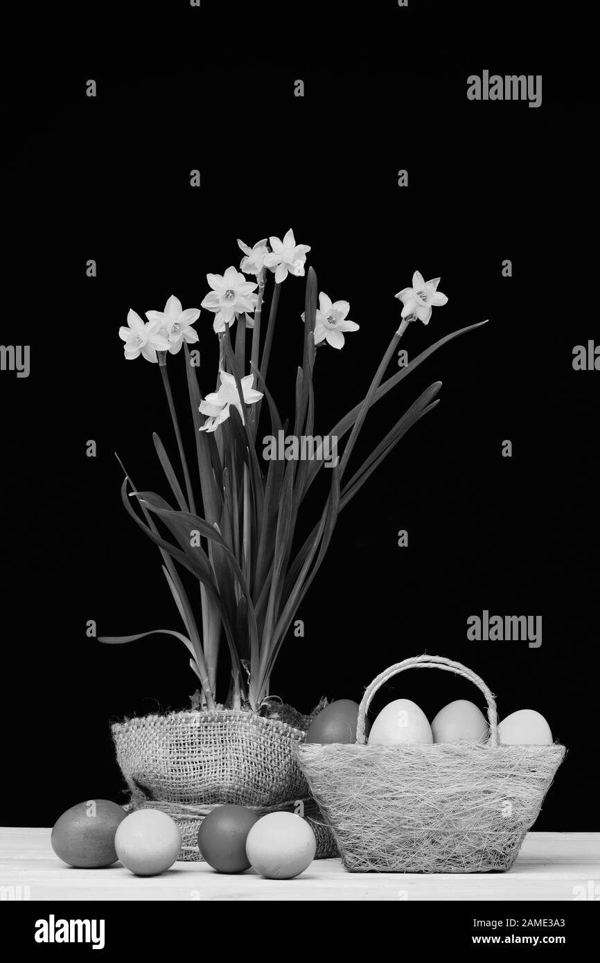 Fleurs en pot en toile de sac sur table en bois jaune par oeufs de Pâques. Narcisse et le décor de Pâques sur fond noir. Oeufs en rouge, bleu, vert et jaune placés dans le panier vert près des fleurs narcissi Banque D'Images