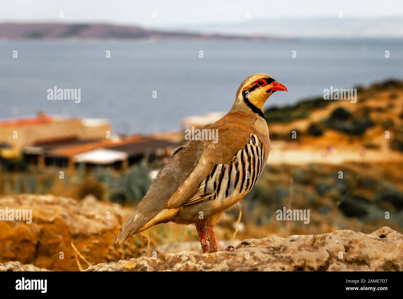 Une perdrix de chukar (Alectoris chukar) au Cap Sounion, Grèce. C'est un oiseau de gamebird eurasien dans la famille des faisans Phasianidae. Banque D'Images