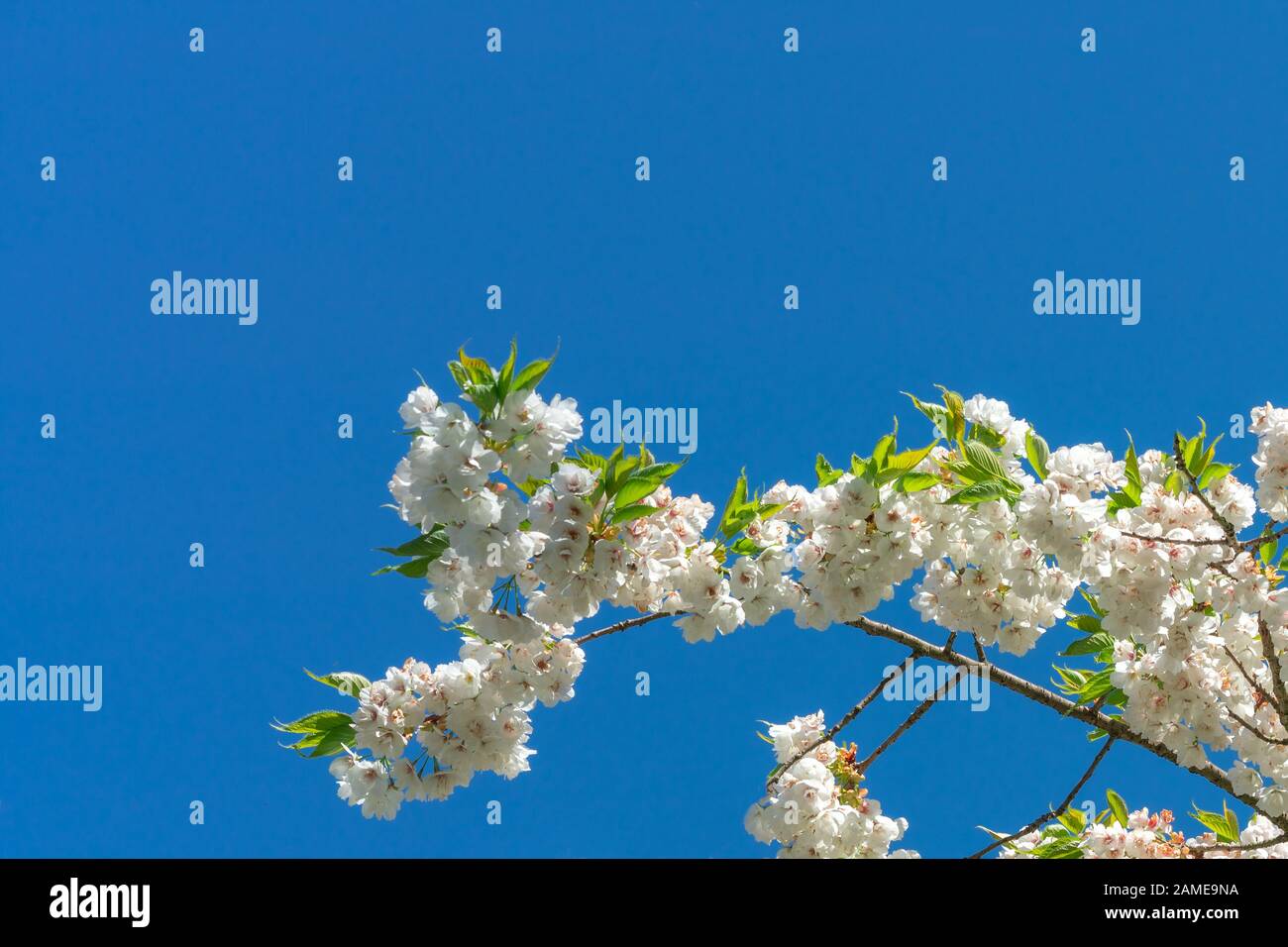 Branche avec des fleurs de sakura sur un fond de ciel bleu. La fleur de Sakura ou de cerisier fleurit en pleine floraison au printemps bleu ciel. Belle image florale Banque D'Images