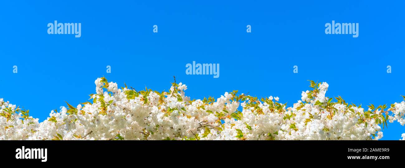 Branche avec des fleurs de sakura sur un fond de ciel bleu. La fleur de Sakura ou de cerisier fleurit en pleine floraison au printemps bleu ciel. Belle image florale Banque D'Images