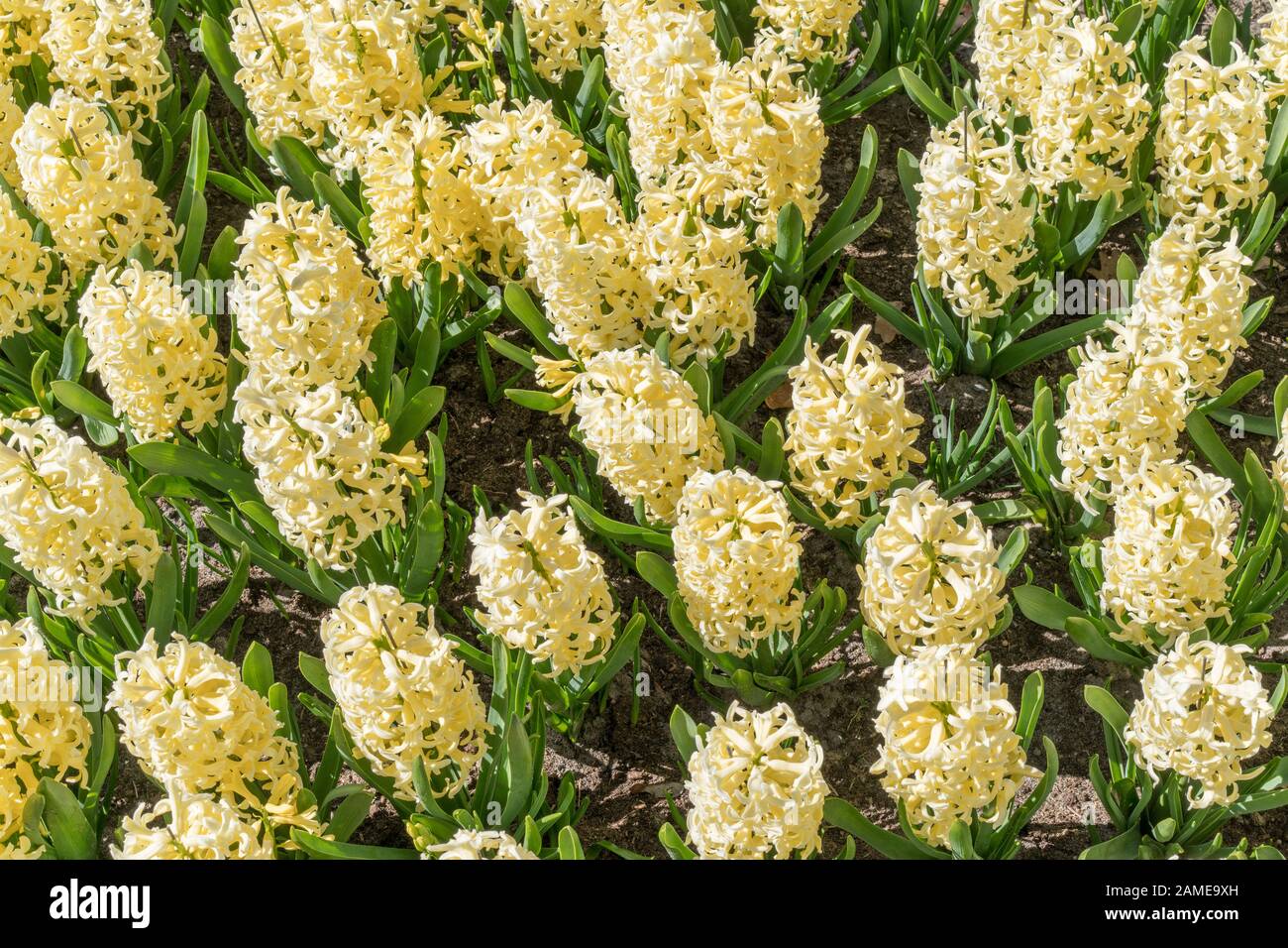 Fleur de jacinthe jaune clair ou de la jacinthus dans le jardin de  printemps près. Champ avec hyacinthes jaunes Photo Stock - Alamy