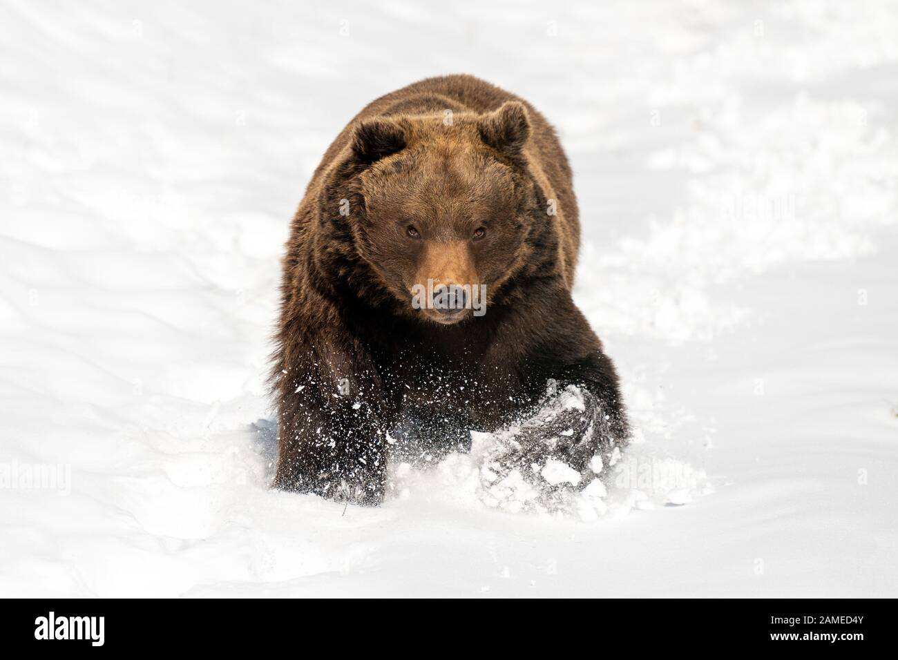 Fermer le grand ours brun sauvage courir dans le champ d'hiver Banque D'Images