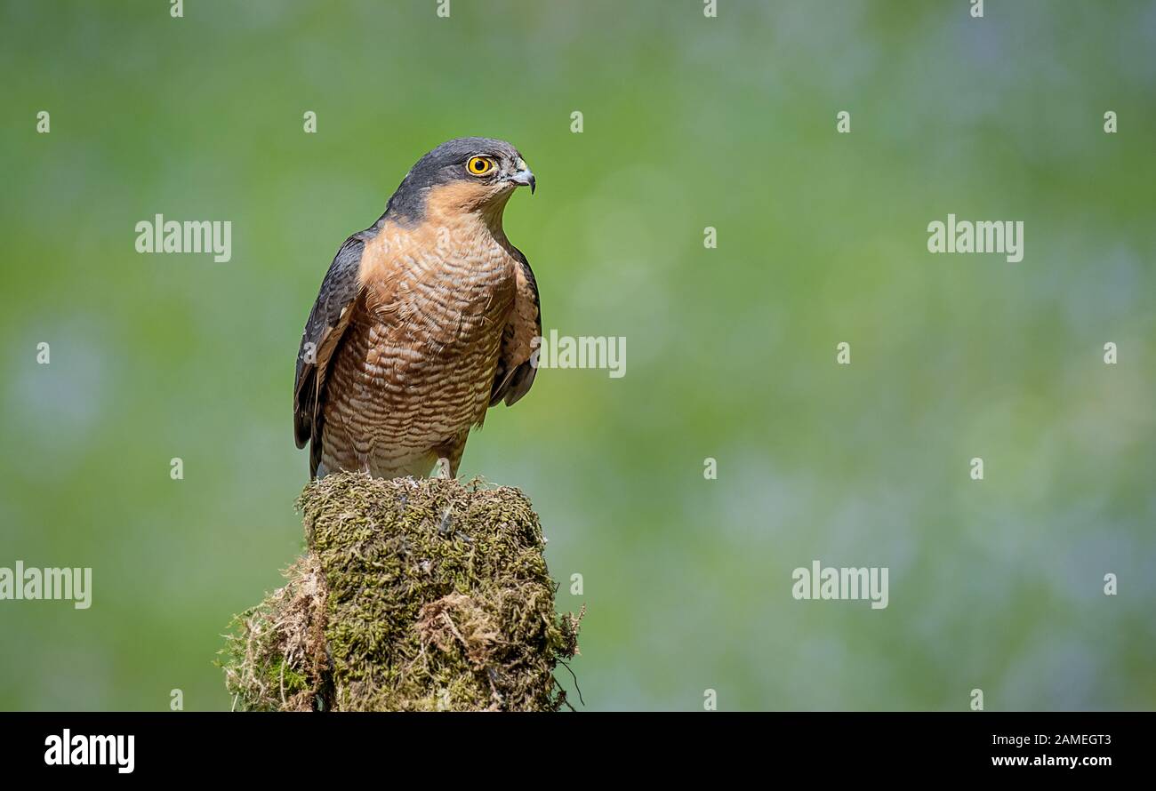 Un portrait d'un sparnawk mâle perché sur un vieux richen couvert d'arbre de souche Banque D'Images