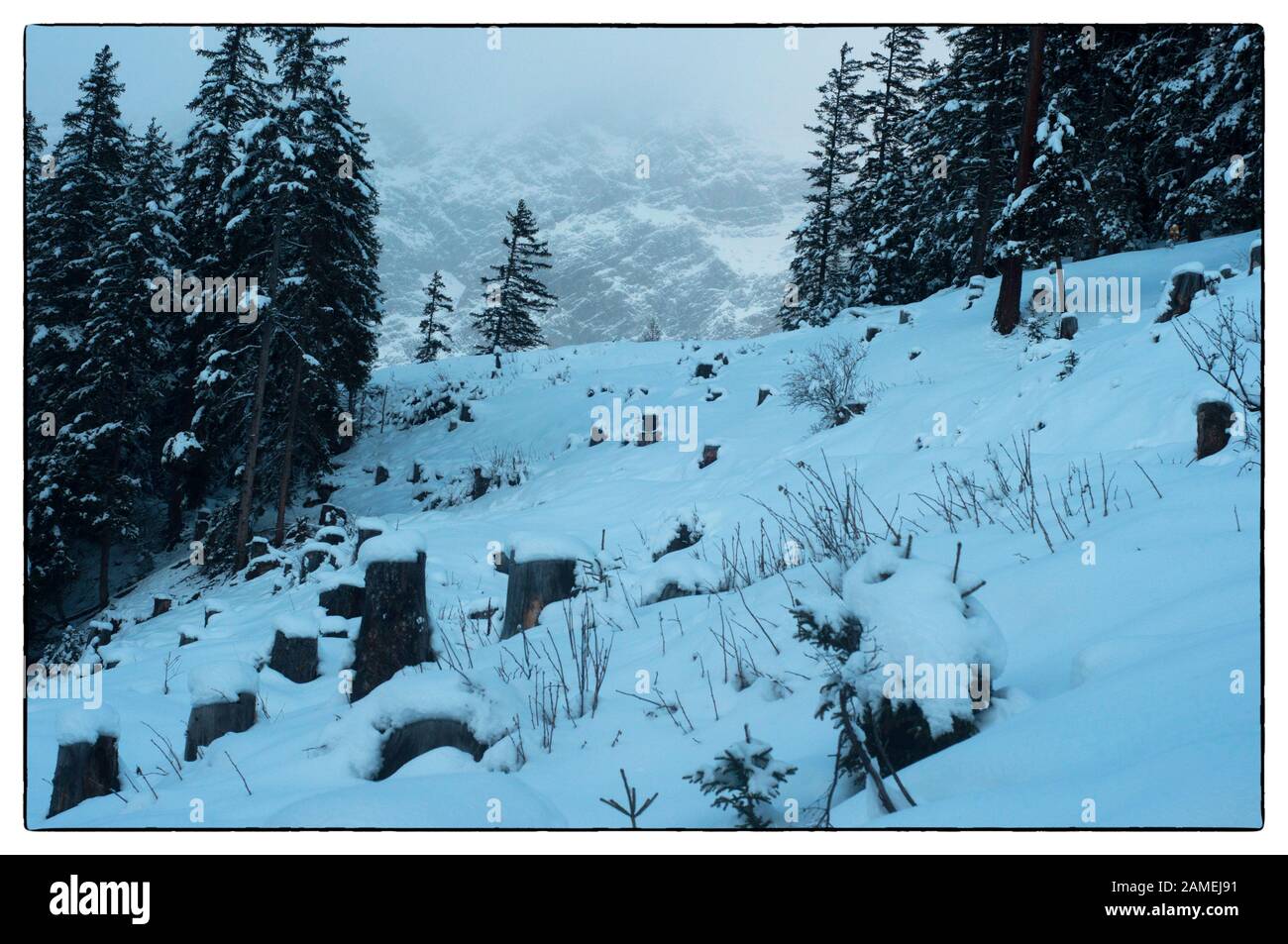 Un magnifique paysage hivernal présentant de majestueux sapins enneigés debout au milieu d'une scène d'arbres coupés. Banque D'Images