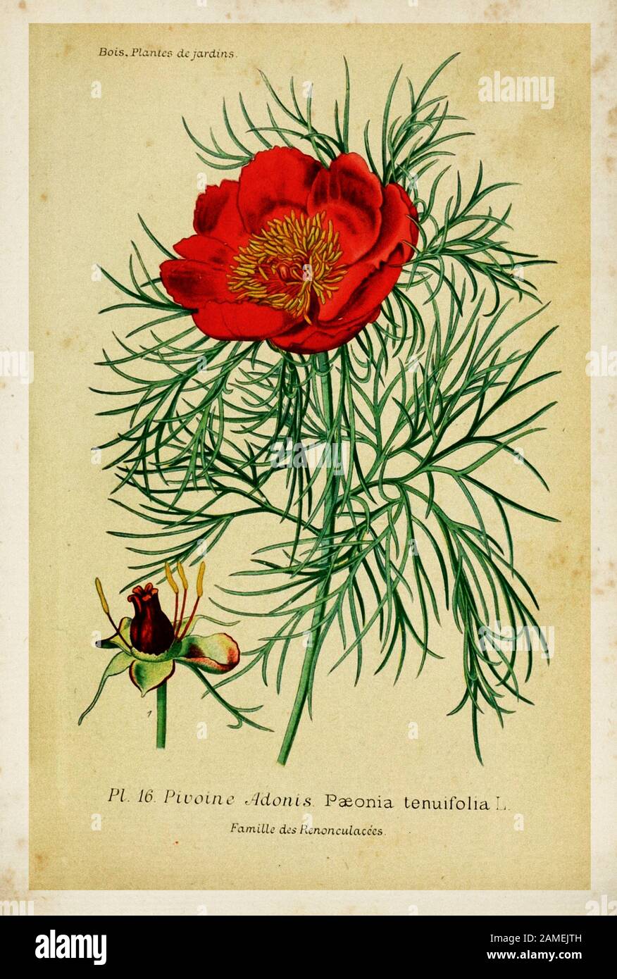 Paeonia tenuifolia est une espèce herbacée de pivoine appelée 'pivoine à feuilles fines', 'pivoine étroite' ou 'pivoine de la teppe'. En anglais, c'est parfois Banque D'Images