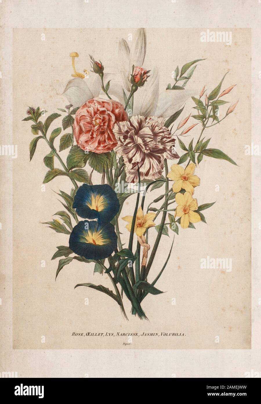Bouquet De Rose, Carnation, Lily, Narcisse, Jasmine, Volubilia Banque D'Images