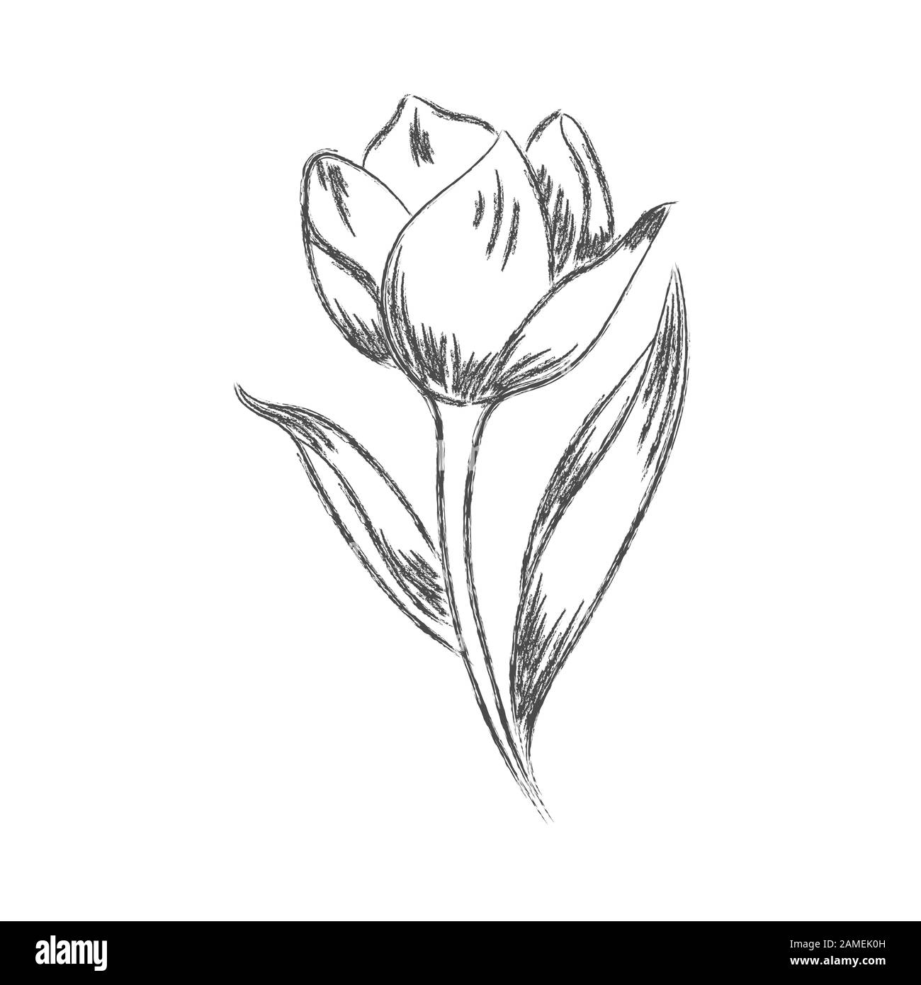 Dessin vectoriel au crayon d'une fleur avec des feuilles isolées sur un fond blanc pour un motif sur le thème de la nature. Illustration de Vecteur