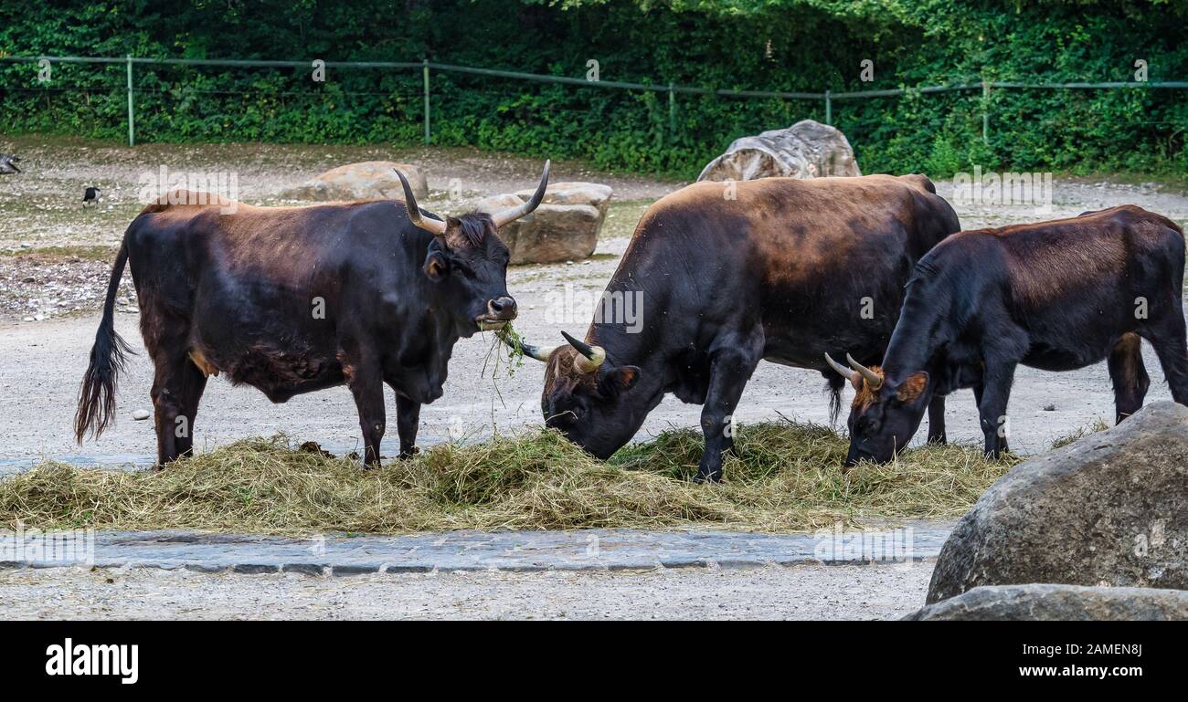 Bovins Heck, Bos primigenius taurus ou aurochs dans le zoo Banque D'Images