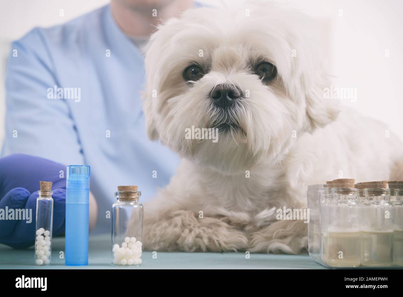 Globules homéopathiques holding vétérinaire pour un petit chien maltais Banque D'Images