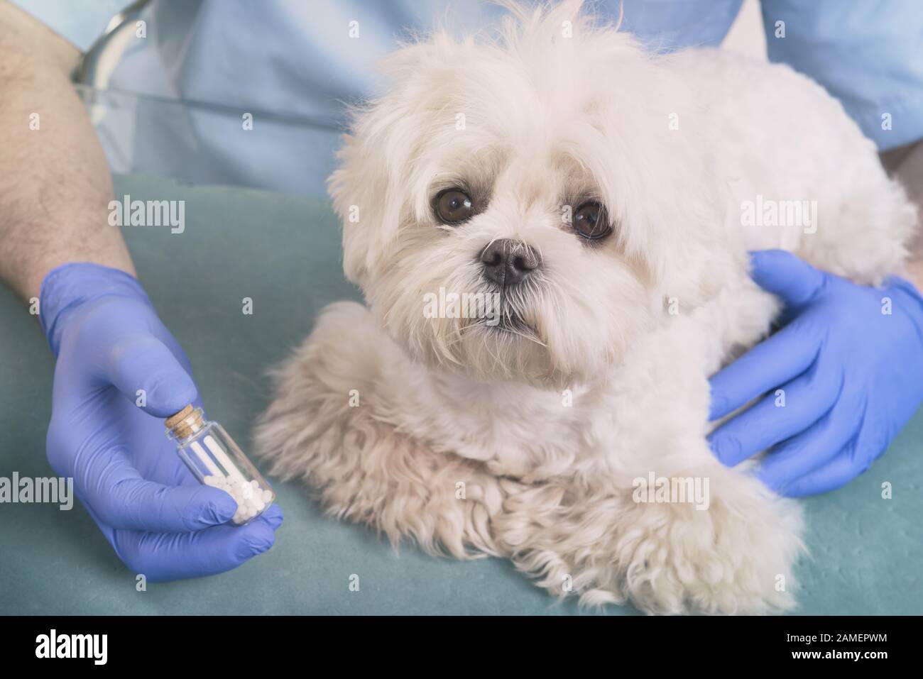 Globules homéopathiques holding vétérinaire pour un petit chien maltais Banque D'Images