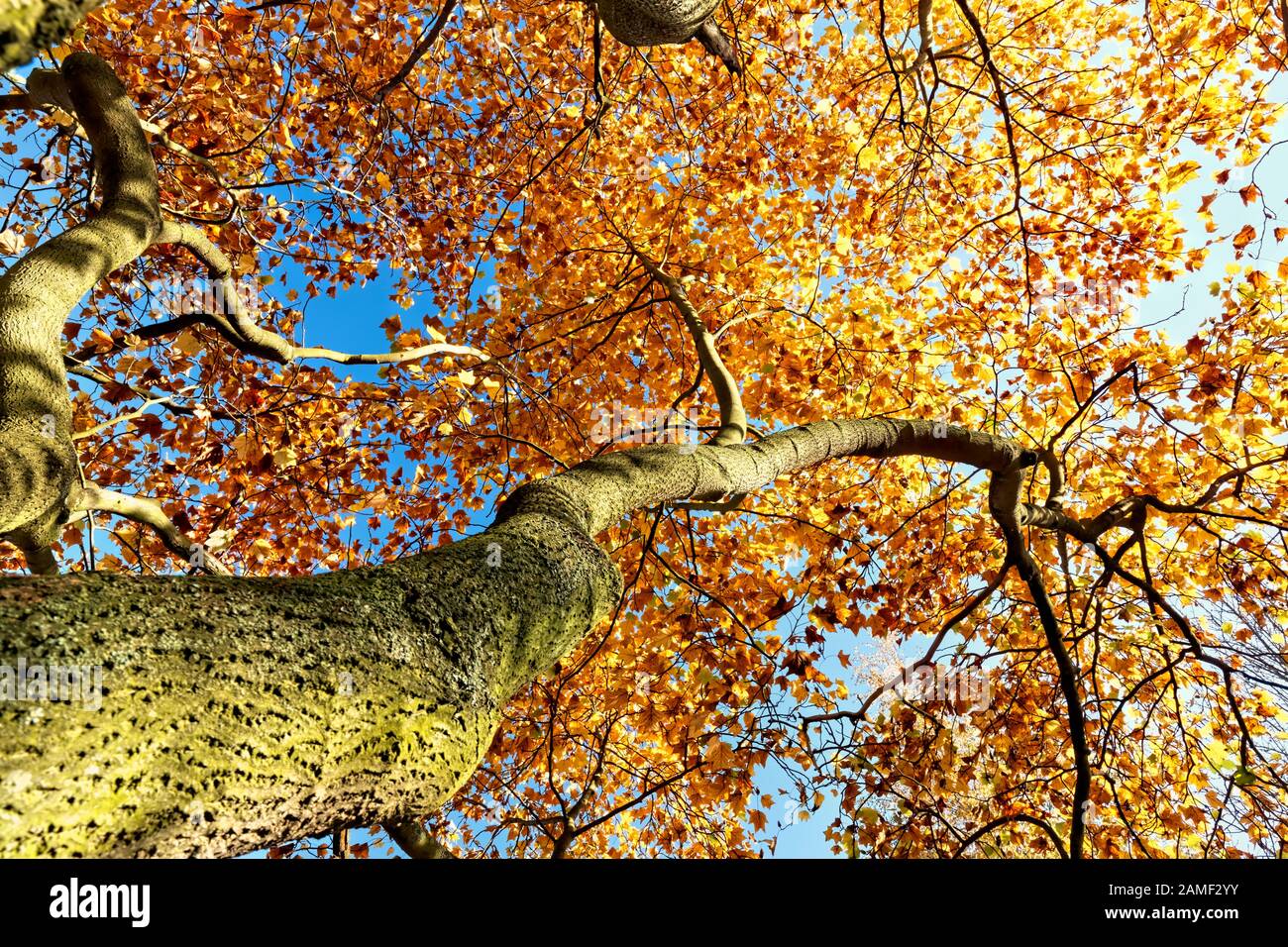 Arbre en automne Banque D'Images