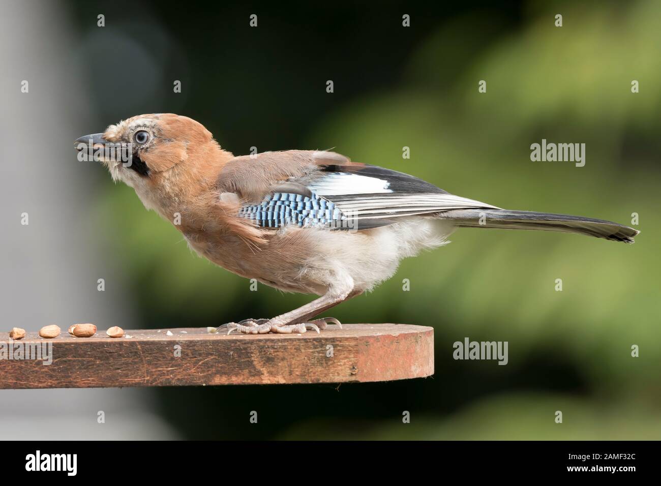 Vue de côté gros plan de l'oiseau sauvage du Royaume-Uni jay (Garrulus glandarius) isolé à l'extérieur, manger des arachides sur le mangeoire de jardin. Nourrissage des oiseaux britanniques. Banque D'Images