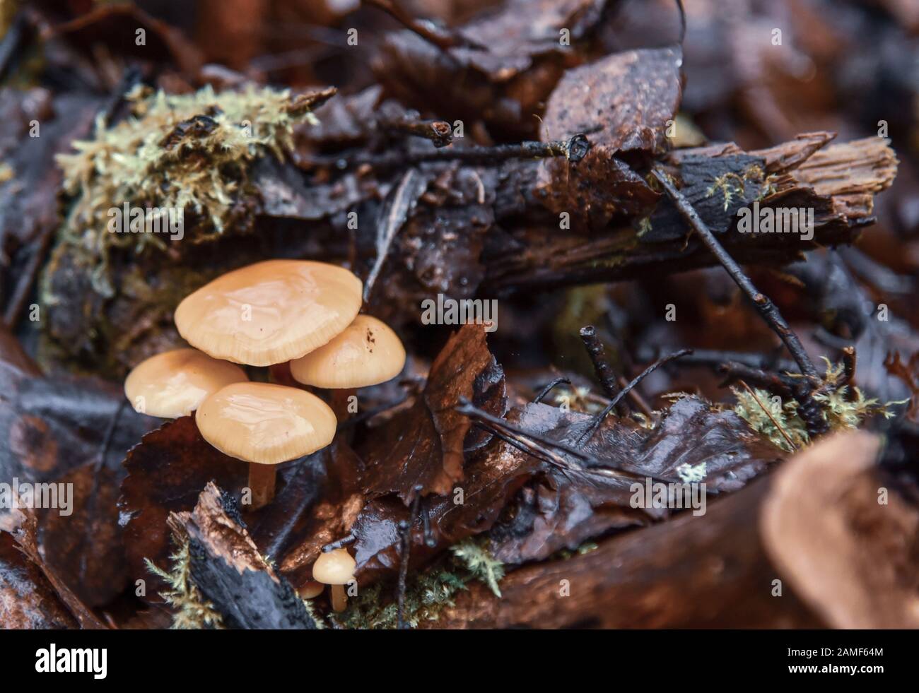 Champignons brillants brillants sur une souche à moitié pourrie dans la forêt. Banque D'Images