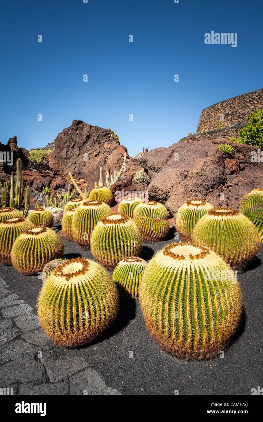 Jardin Cactus avec plantes à Lanzarote, îles Canaries, Espagne. Banque D'Images
