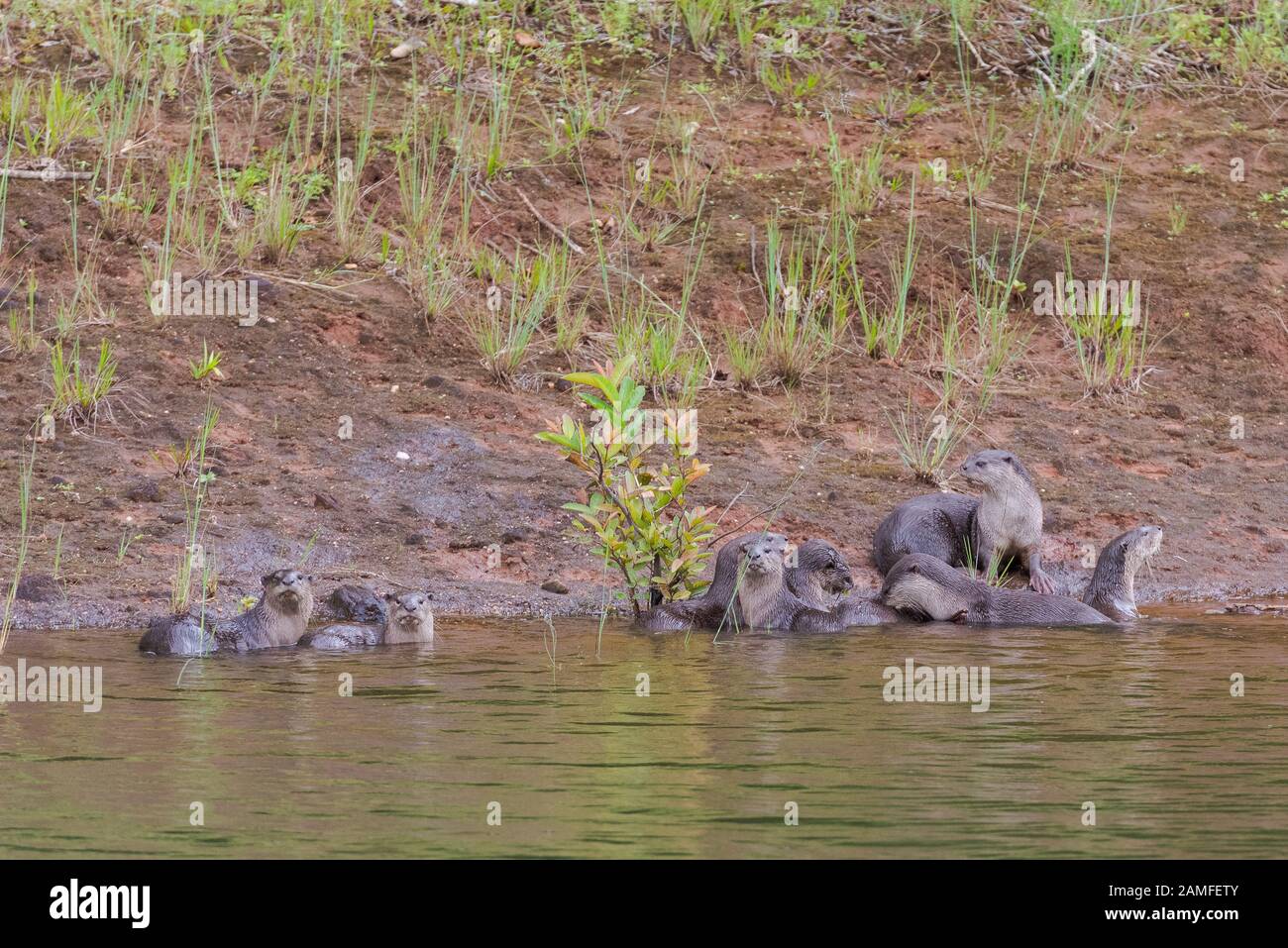 Groupe de loutres debout dans l'herbe dans le parc national de Periyar, Kerala, Inde du Sud Banque D'Images