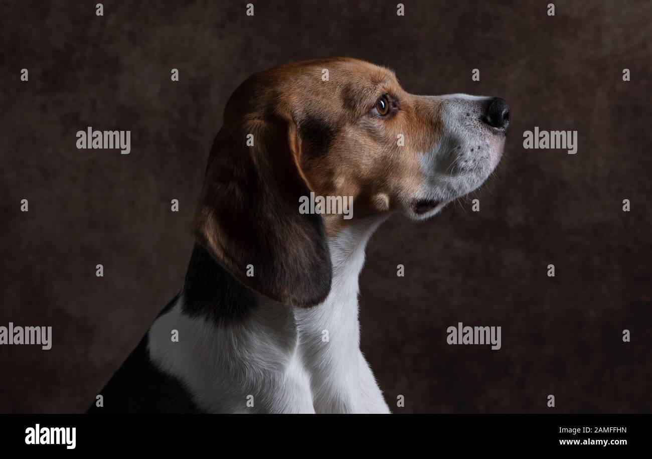 Un Beage dans un studio professionnel, tourné sur un fond marron riche. Le portrait est d'une vue latérale / profil de la tête et l'image est également éclairée à partir de Banque D'Images