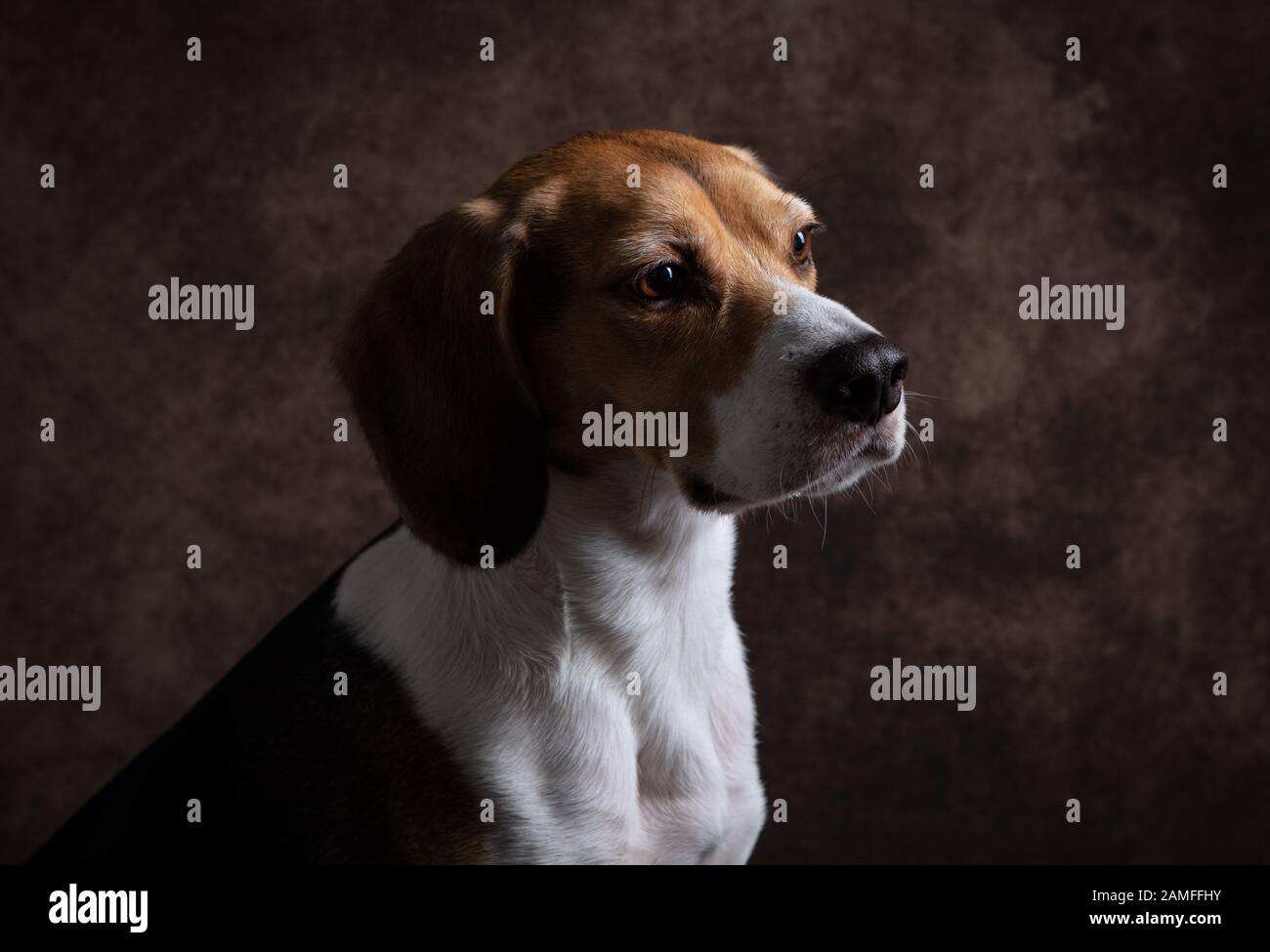 Jeune chien beagle mignon et adorable dans un studio de photographie bien éclairé et sur un fond brun, tête de tête et gros plan. Banque D'Images