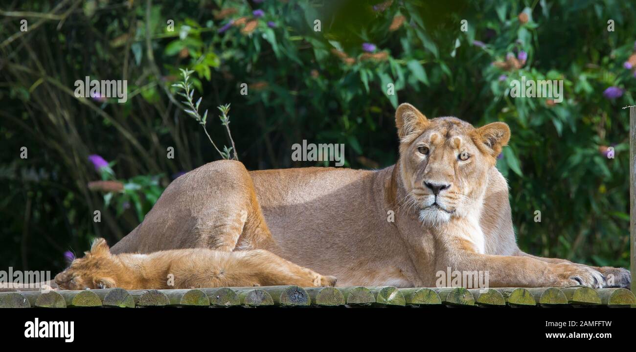 Gros plan sur la lioness asiatique (Panthera leo persicus) posée avec un joli lion cub à l'extérieur, sous le soleil de l'été, dans une enceinte au parc animalier Cotswold, au Royaume-Uni. Banque D'Images