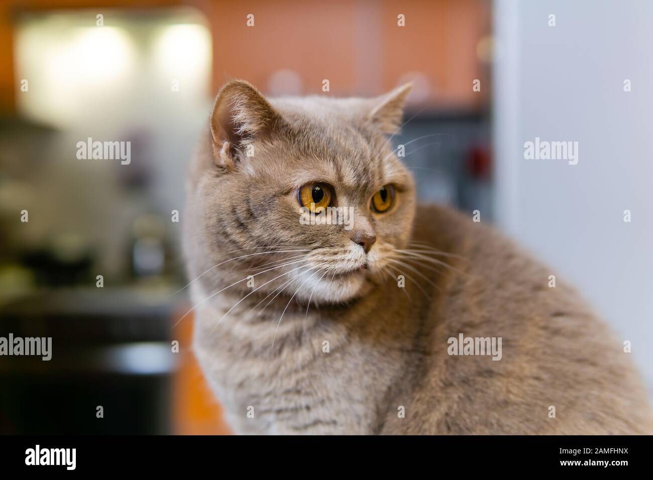 chat lilas écossais droit gros plan Banque D'Images