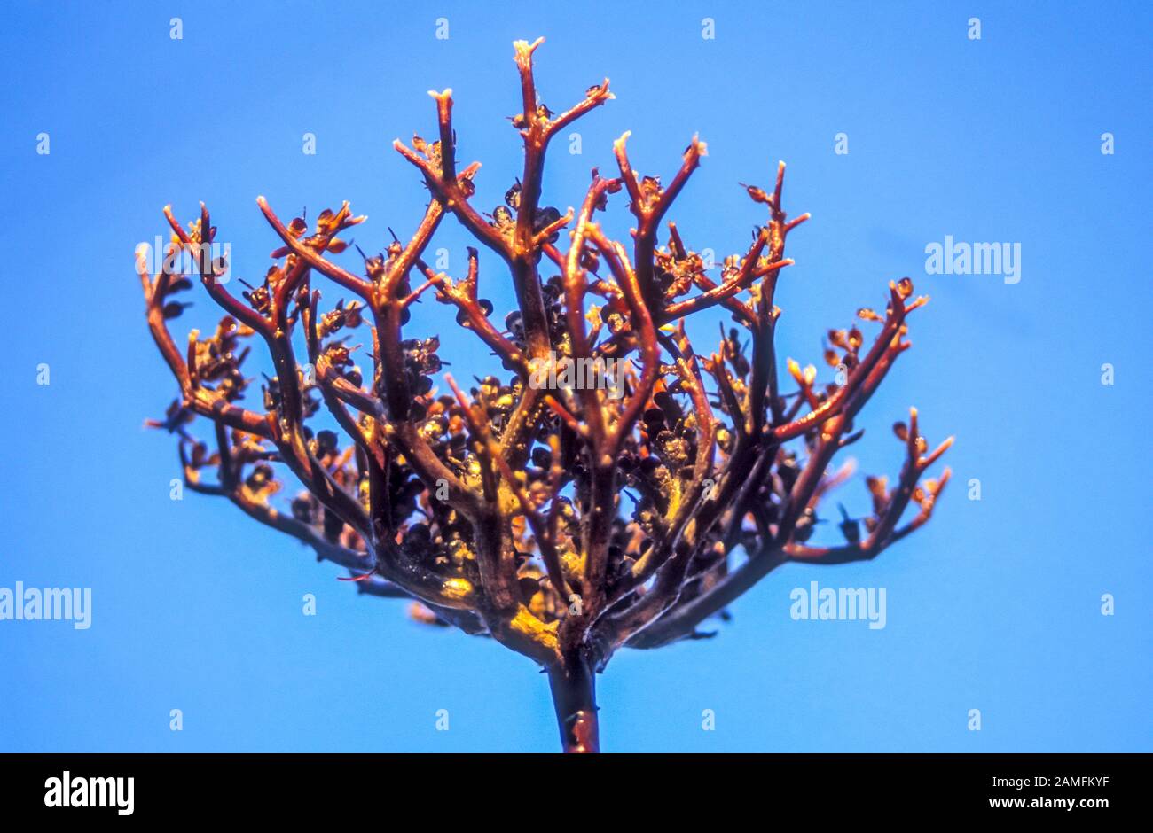 vraie-rose-de-jericho-banque-de-photographies-et-d-images-haute