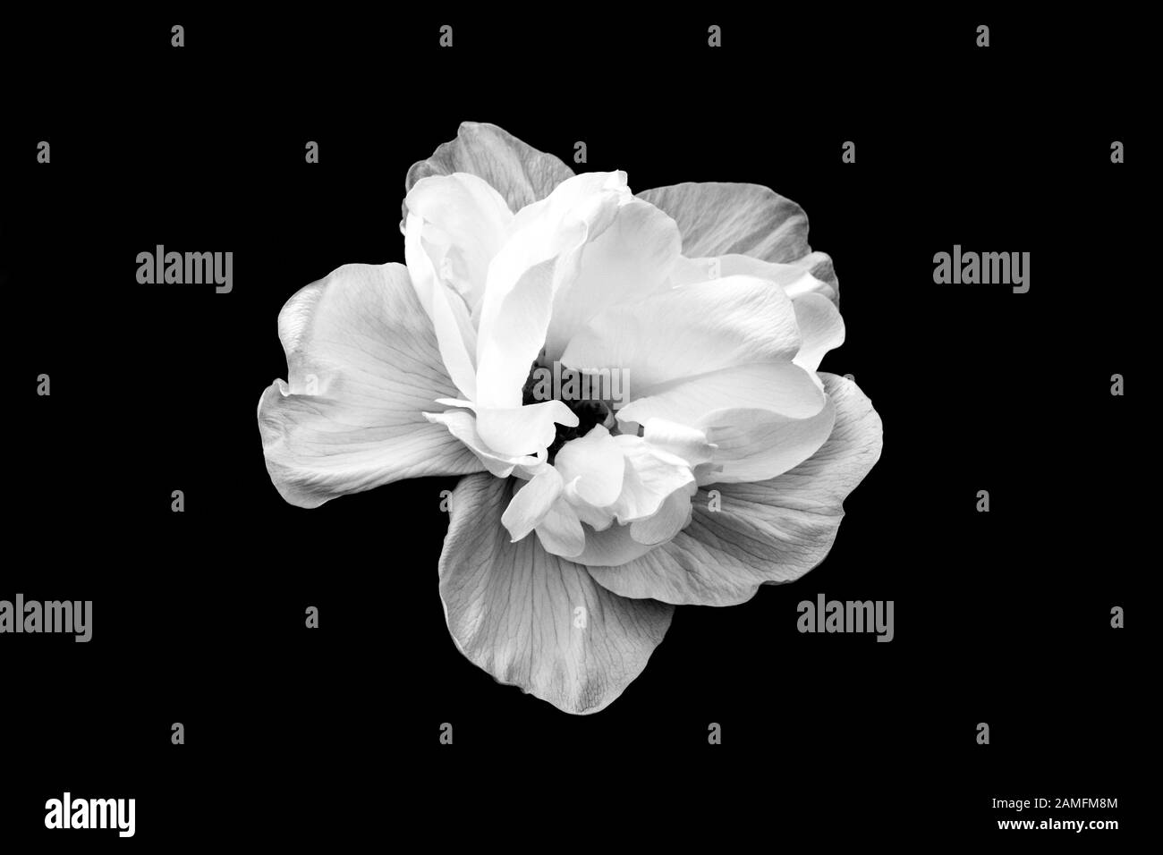 Illustration noir et blanc monochromatique de la fleur florissante de rose sauvage. Une fleur isolée sur fond Uni. Banque D'Images