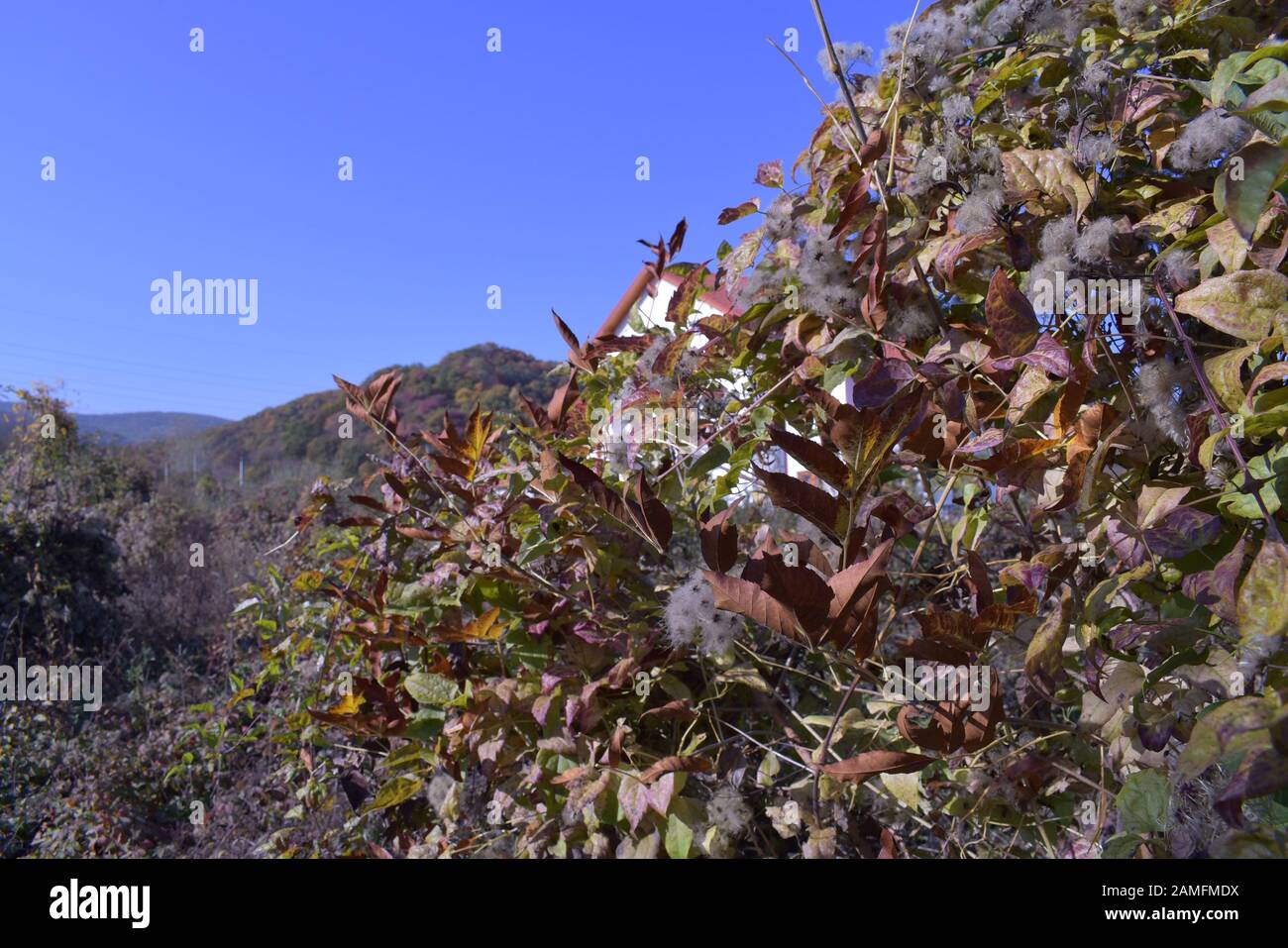 Vibrations d'automne données par certains buissons, le ciel bleu, et le fond rempli d'une forêt Banque D'Images