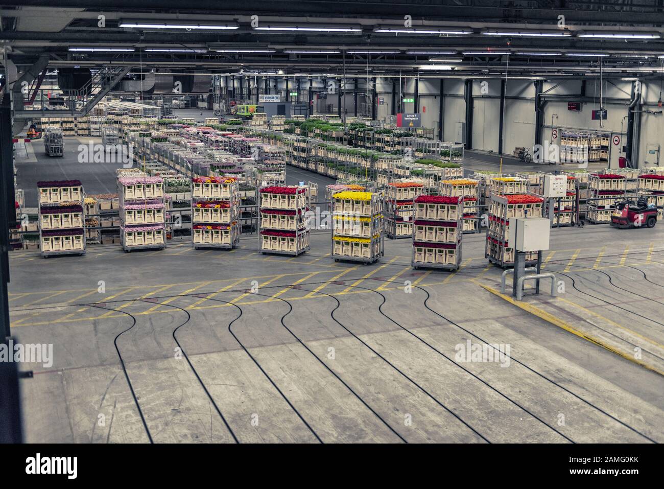 Aalsmeer, PAYS-BAS - 15 AVRIL fleurs en préparation aux enchères, FloraHolland, 2015, Aalsmeer Flower Auction est la plus grande vente aux enchères de fleurs dans Banque D'Images