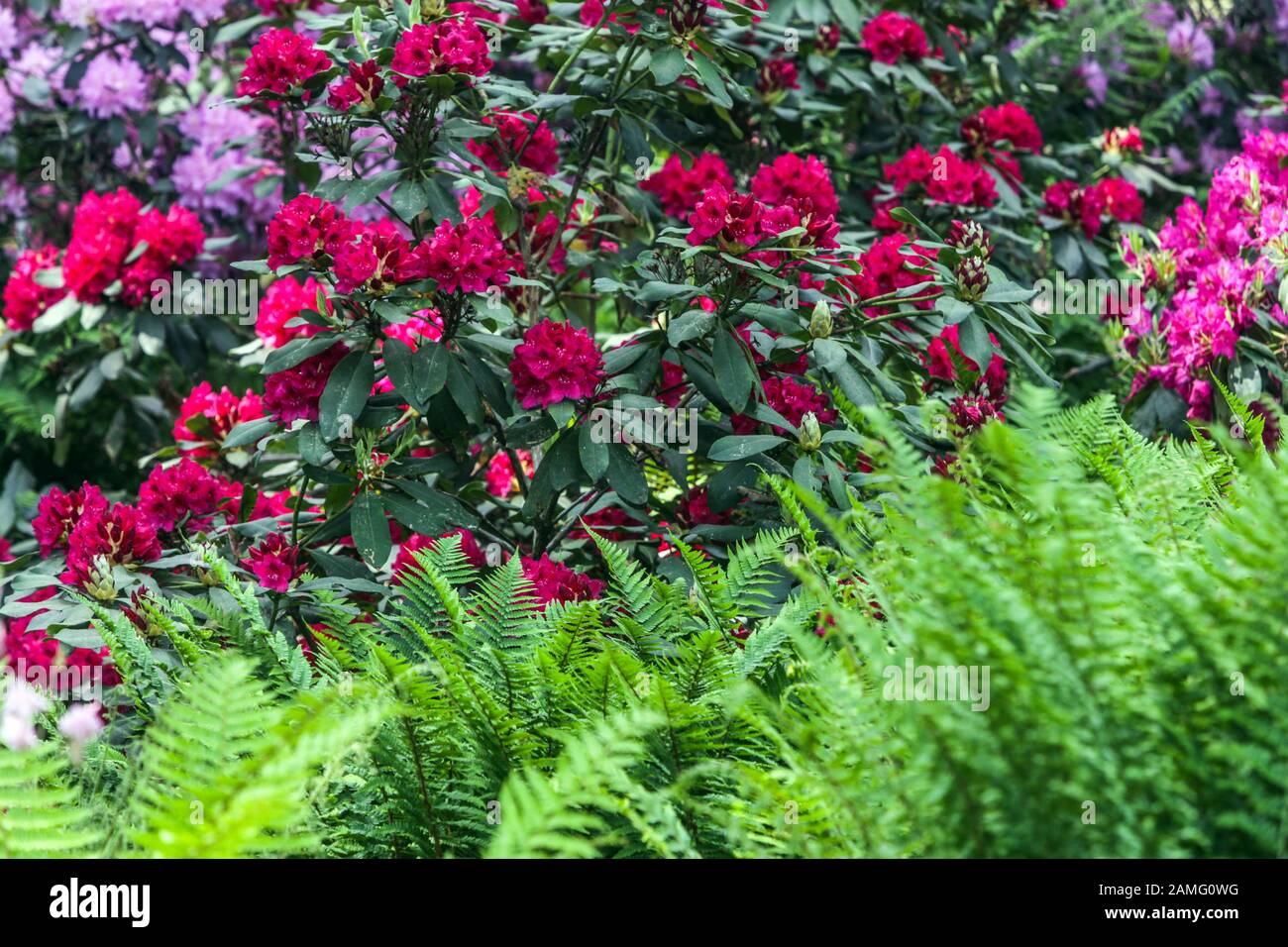 Fougères Rhododendron Banque D'Images