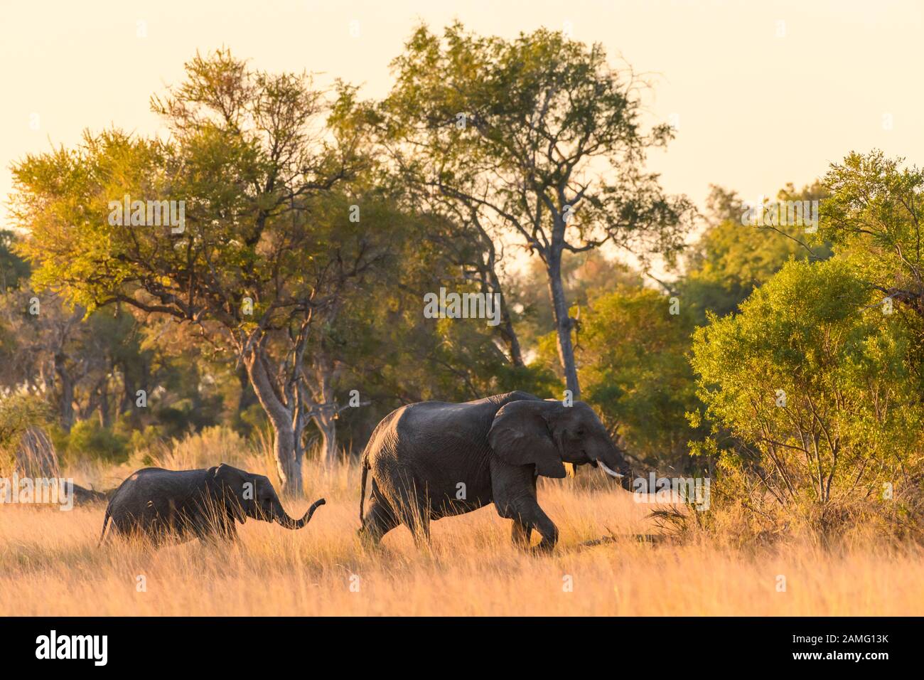 Éléphant D'Afrique, Loxodonta Africana, Macatoo, Delta D'Okavango, Botswana Banque D'Images