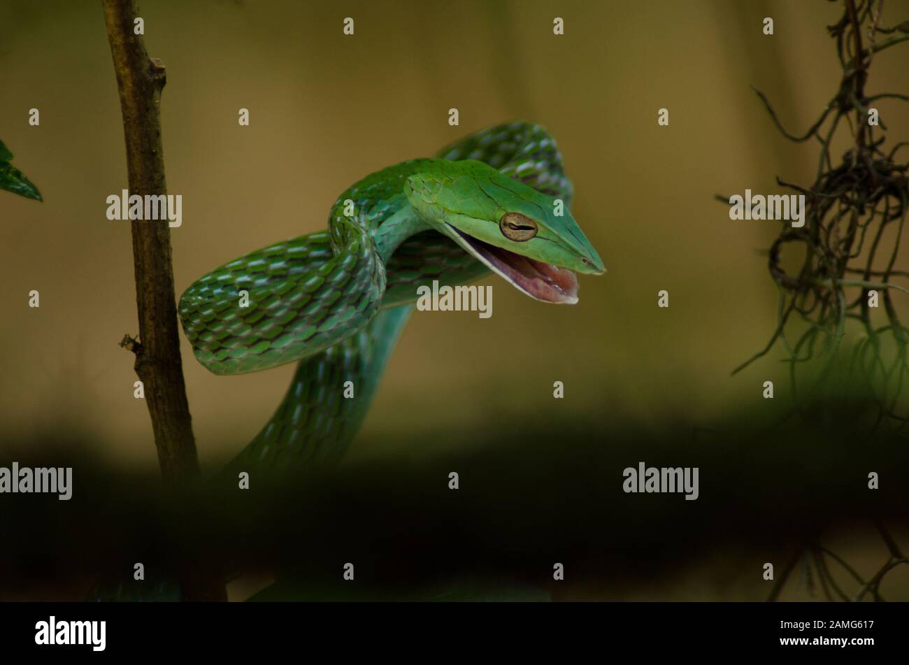 Serpent vert à la vigne dans la jungle Banque D'Images