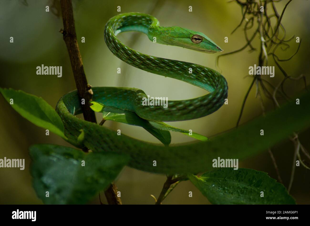 Serpent vert à la vigne dans la jungle Banque D'Images